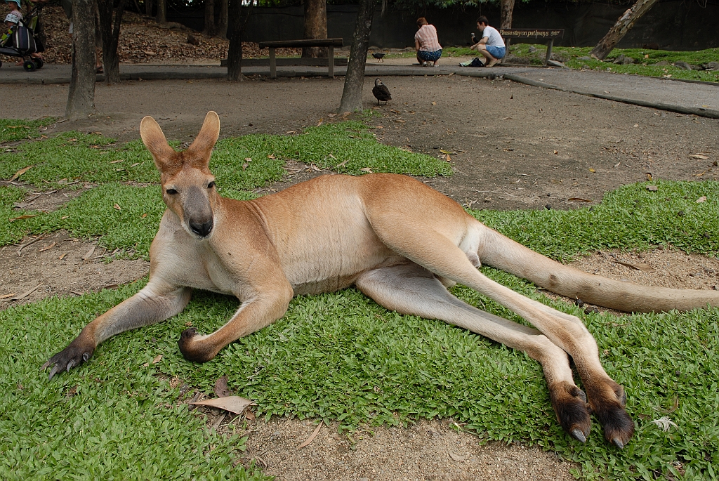 0789 Wildlife Habitat Port Douglas.jpg